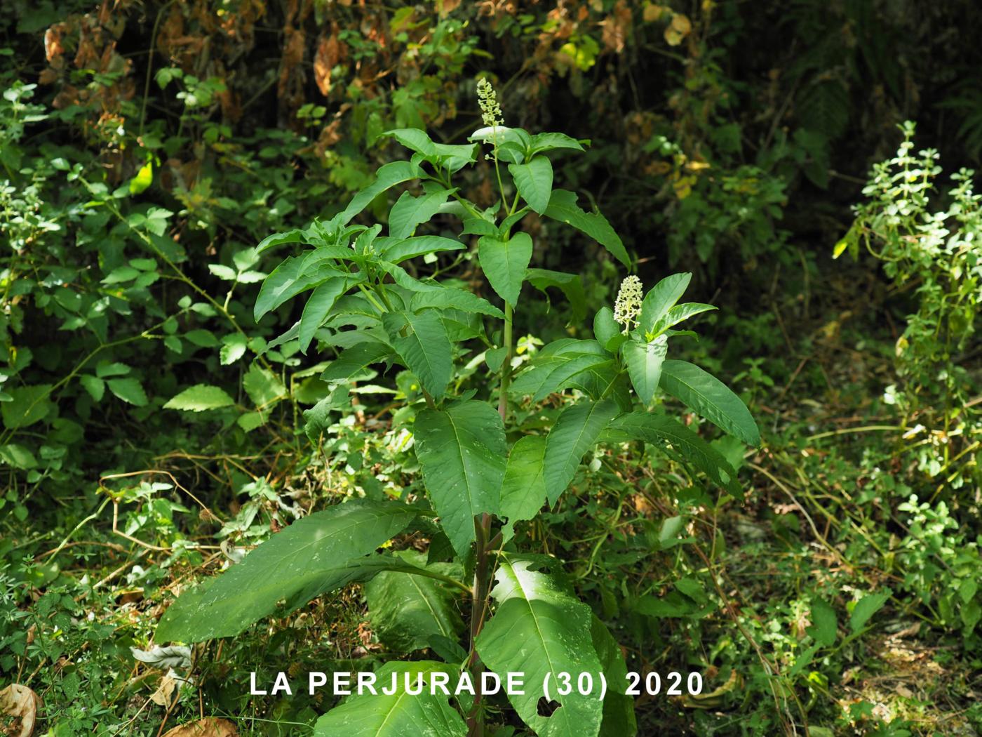 American Pokeweed plant